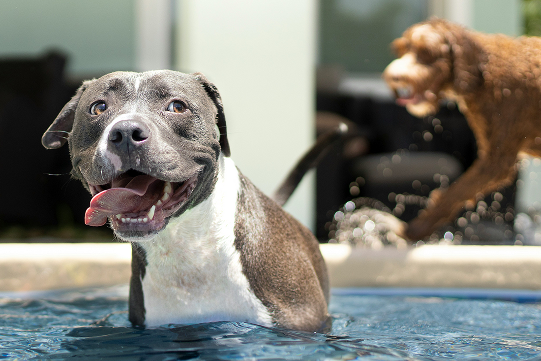 Helping Pets and Animals During Heat Waves