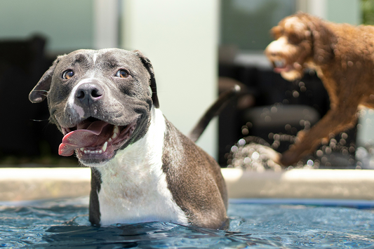 Helping Pets and Animals During Heat Waves